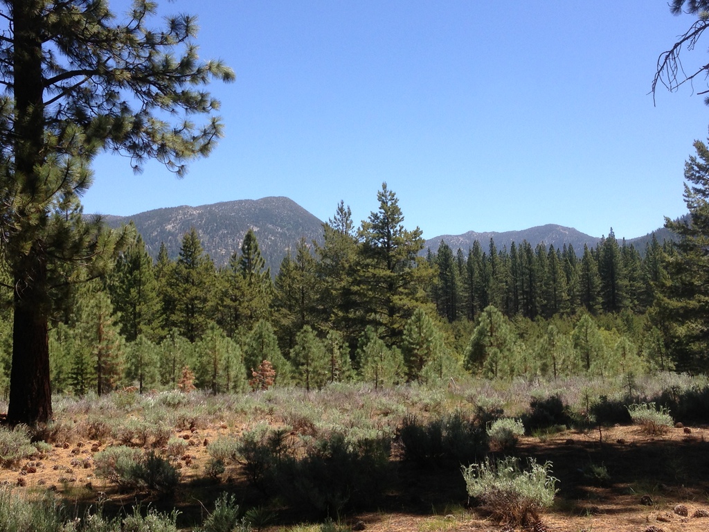 Sunlit forest trail near the cabin